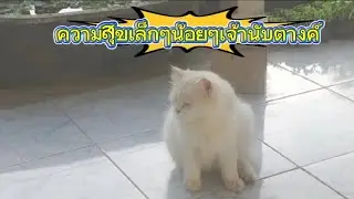 ความสุขเล็กๆน้อยๆ