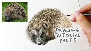 How to Draw a Realistic Hedgehog | Hedgehog Coloured Pencil Tutorial Part 5
