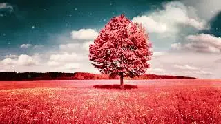 Tree Background No Copyright Video | Valley Copyright Free Videos | Free Stock Videos | Free Footage