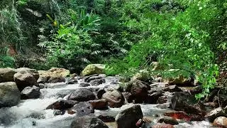 Calm Forest Stream Sounds 🌿 Slow Flowing River Water for Deep Sleep & Peace