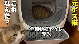 【全自動猫トイレ】猫たちの反応違いすぎて笑えた！【RealScooper】