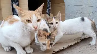 Mother cat took her kittens out of box to test their curiosity