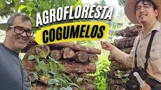 От технологии до поля - агролесоводство и грибовое производство 🍄🌳