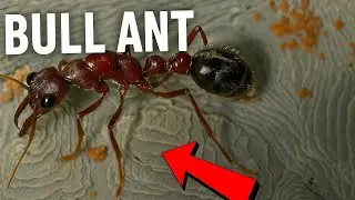🎯 The Bull Ant &ndash; Australia's Deadliest Ant | Ant Species Profile | Fire Antica | Season One.