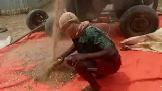 Dadka reer Jowhar iyo sida ay uga faa'iideystaan wax soo saarkooda beeraha