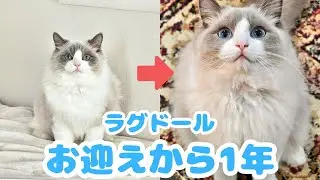 【1年記録】シャー！が止まらなかったデカ猫と子猫が、本当の兄弟になるまで