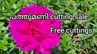 പത്തുമണി cutting sale@ Village with family 