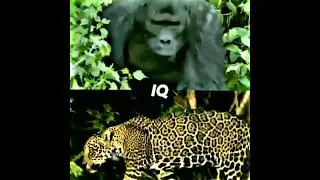 Gorilla VS Jaguar edit🔥#short #jaguar #gorilla
