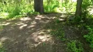 The trail to the bee tree.