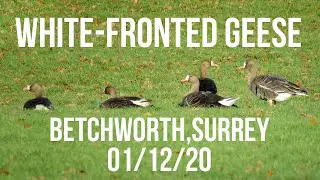 White-Fronted Geese Betchworth, Surrey 01/12/20
