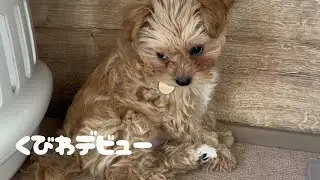 【マルプー子犬】首輪を嫌がるところもかわいい