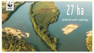 Riparian forests along the Danube