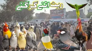Aaj Birds Kitne Saste Ho Gaye? 😳 | Karachi Birds Market 2026 | Korangi Mandi