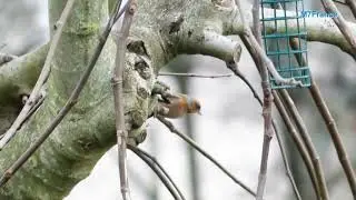 Pinson des arbres, Fringilla coelebs, France, r&eacute;alisation de Malay PHCAR - Ile de France 2026