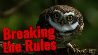 Athene | The Little Owls of the World