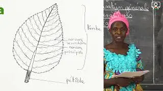 Cours - Sixième - SVT : Organisation générale des plantes à fleurs - Appareil végétatif 3/7