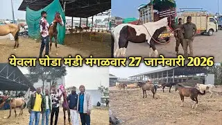 येवला घोडा मार्केट मंगळवार  27 जानेवारी 2026