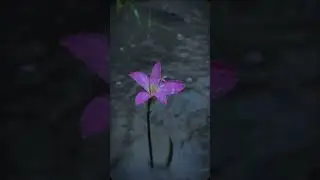 Pink rain lily 💓