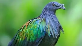 417. Simulaci&oacute;n biotecnologia: &iquest;Podemos revivir al dodo?