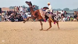 Rider Performs Amazing Tricks on Dancing Camel at Festival!