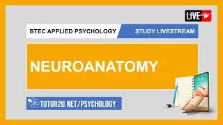 BTEC Applied Psychology | Study Livestream | Neuroanatomy