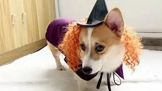 2020 Halloween witch costume dog costume funny purple cosplay costume pet clothes