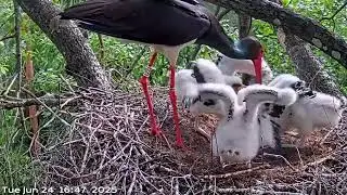 Black Stork Nest - Kergu feeds the chicks 24.06.2025 in P&auml;rnu County, Estonia