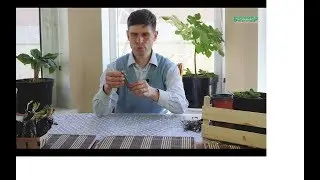 Рассада Клубники Фриго | Frigo plants strawberry from Bekker
