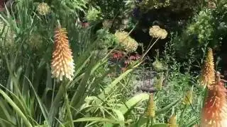 Summer Blooms in Parking Strip Garden of Bloomtown in Portland, Oregon