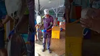Baronang tanjung pinang
