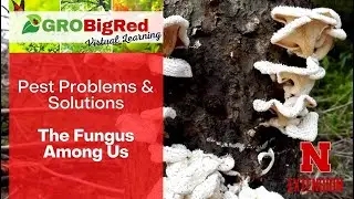 A Fungus Among Us: GROBigRed Virtual Learning Series