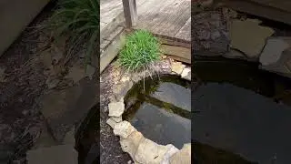Update on the little Frogs in my Mother&rsquo;s little bucket pond