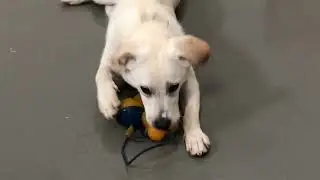 GGLRR Honey enjoying her toy