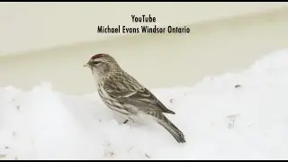 Birds of Windsor / Essex - Redpoll at the Backyard Feeder!
