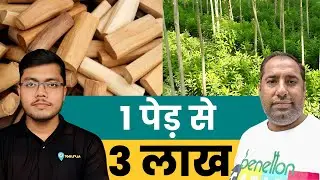 1 पेड़ से 3 Lakh | White Sandalwood | Sandalwood Tree Farming | Chandan Ki Kheti