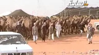 #جديد_الساحة 1436 | شرهات | مسيرة منقية / قاسم بن برعوص المطيري