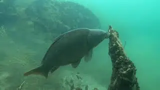 Karpfen fri&szlig;t Muscheln