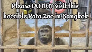 Der verst&ouml;rende Pata Zoo im Herzen Bangkoks &ndash; ein trauriger Blick hinter die Kulissen
