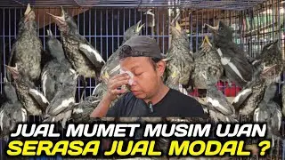 APA GA RUGI KACER LOLOHAN DIJUAL SEMURAH INI DIKIOS SINGGIH PASAR PRAMUKA