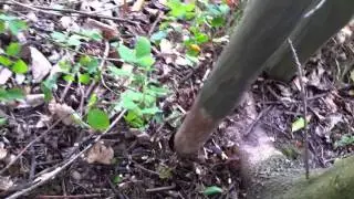 Sneaky geocache hidden in a fencepost