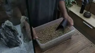 how to make a bamboo forest / Paludarium / Aquaterrarium