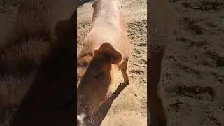 Bun Crazy Pigs 🐖🍞 | #frenchie in #africa 8 : A #life #adventure