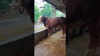 Sapi simental import Arab Saudi🇸🇦 #cow #belajarternakkambing