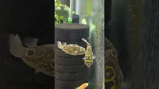 Tropical fish feeding PUFFERFISH #pufferfish #fishvideo #tropicalfish #aquarium #fishtank #fishies