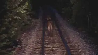 Pacing Two Moose With Our Freight Train