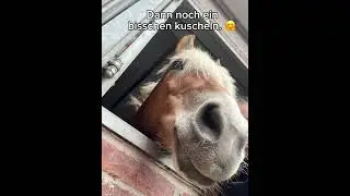 Das war Samstag. Ein Mega sch&ouml;ner Tag. ❤️🥳 #equestrian #pferdeliebe #pferdevideo #praktikum