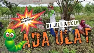 Panen Kacang Broll! || Full Team DiReBi || Qtime DiRebi #2