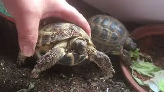 Tortuga Comiendo Lechuga!