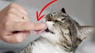7 Dinge, die Katzen gl&uuml;cklich machen (Nr. 7 ist herzzerrei&szlig;end)