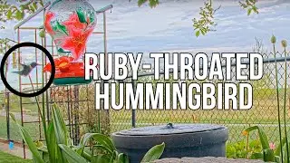 First Visit of a Ruby-Throated Hummingbird